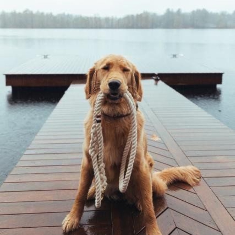 Meet your Posher, Gracie